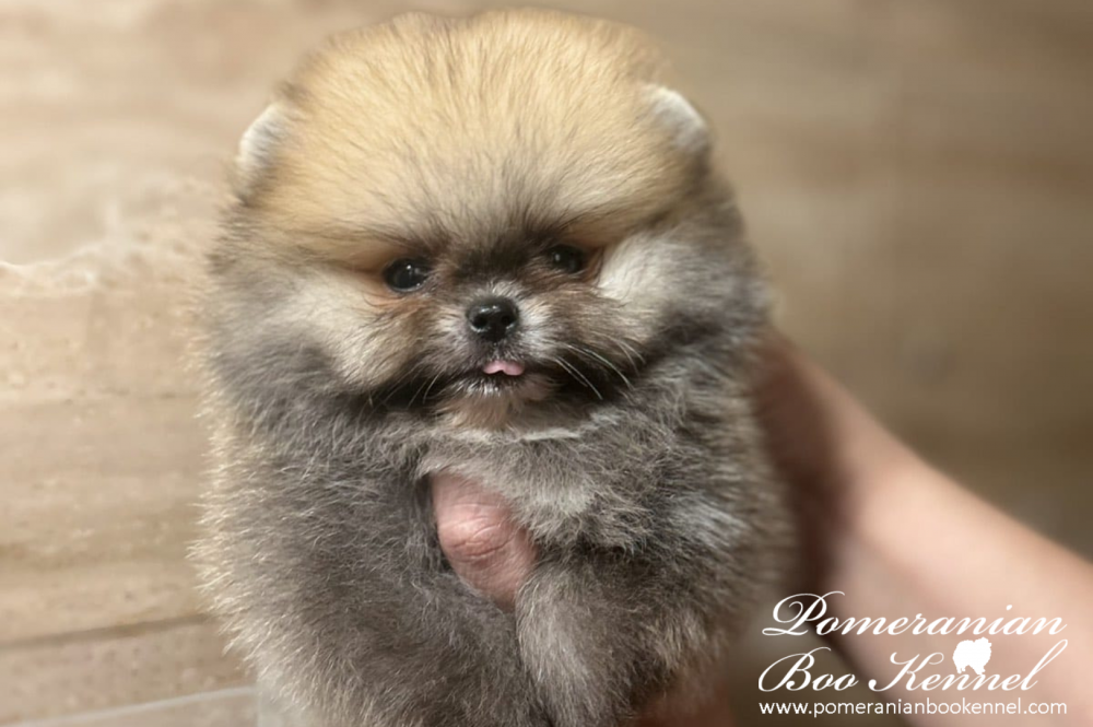Pomeranian male puppy- Flash