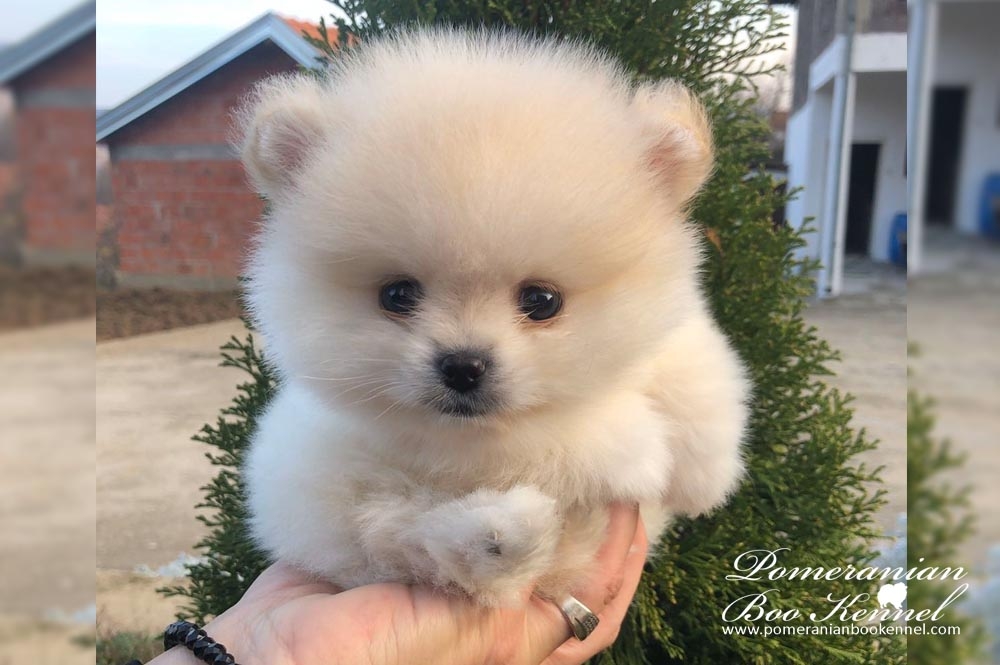 Top quality white puppies of pomeranian