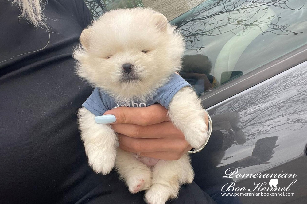 Pomeranian top puppy- Haribo
