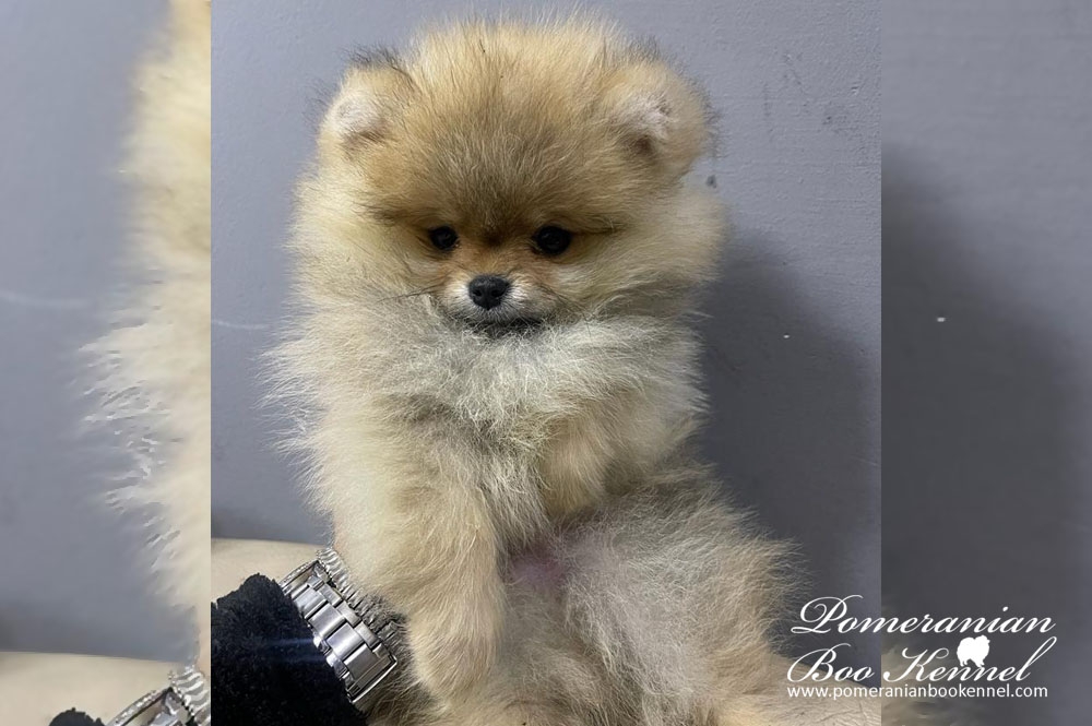 Female pomeranian puppy - Lilly