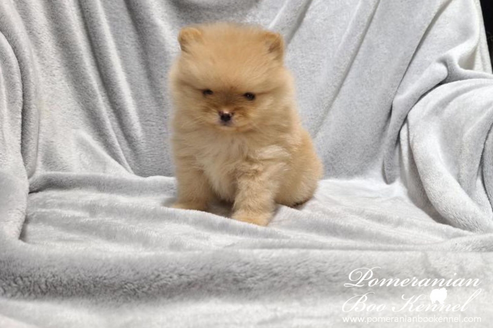 Pomeranian male cream puppy- Poker